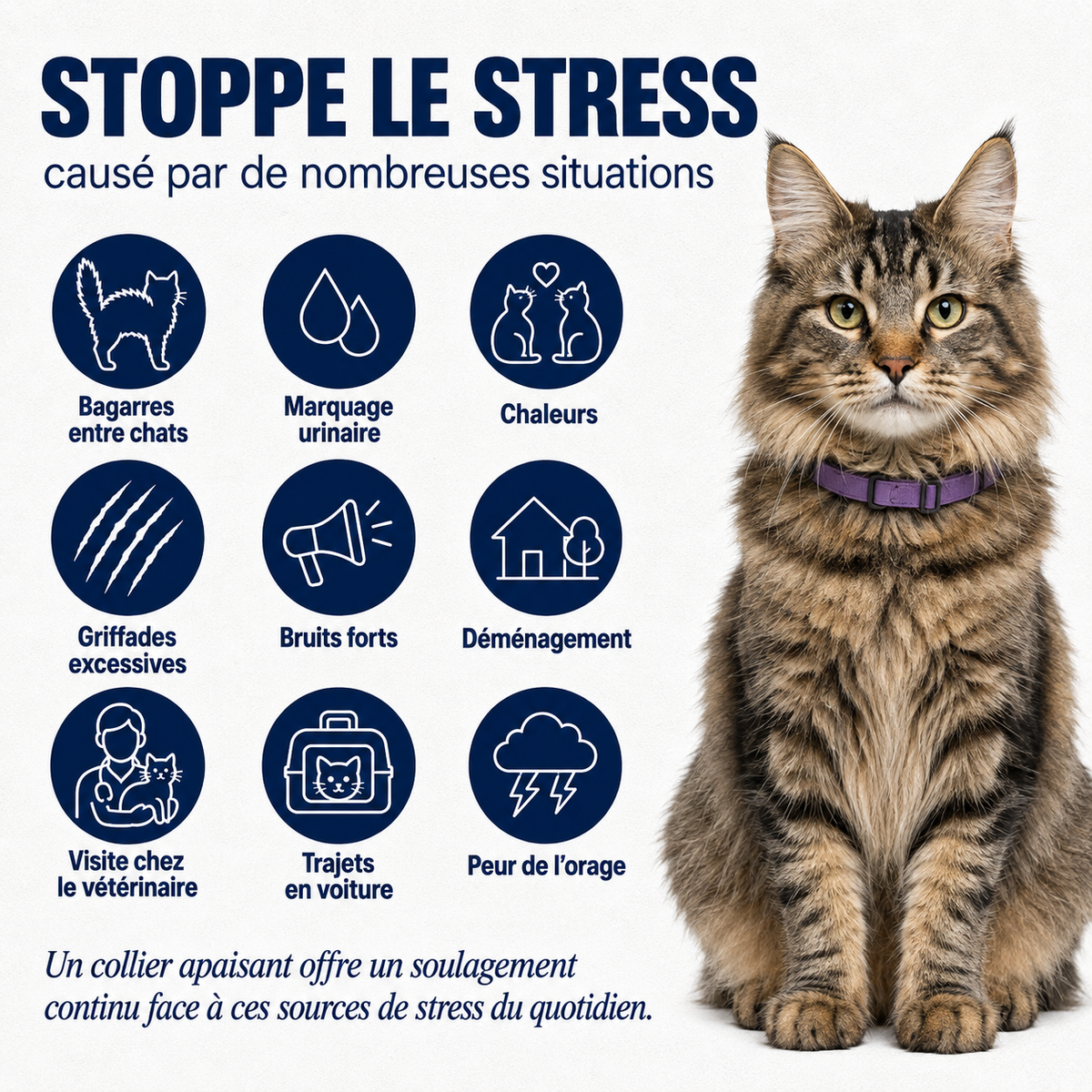 GriffesCâlines | Collier Calmant Pour Chat